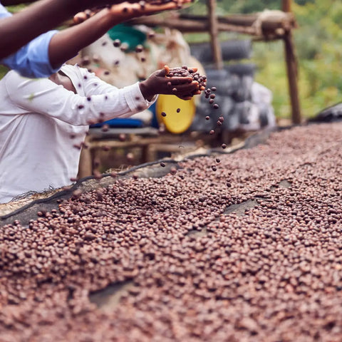 Les secrets de la fermentation du café