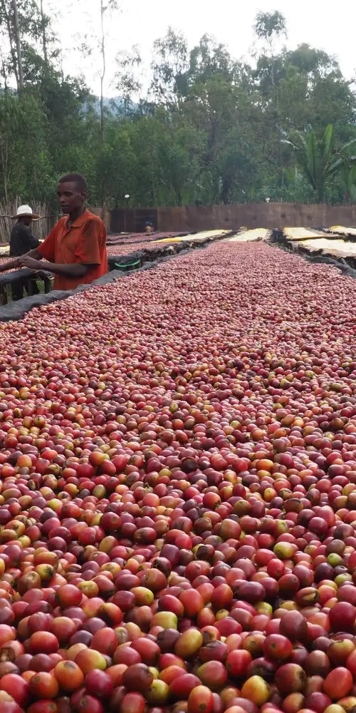 Idido Yirgacheffe – Specialty coffee